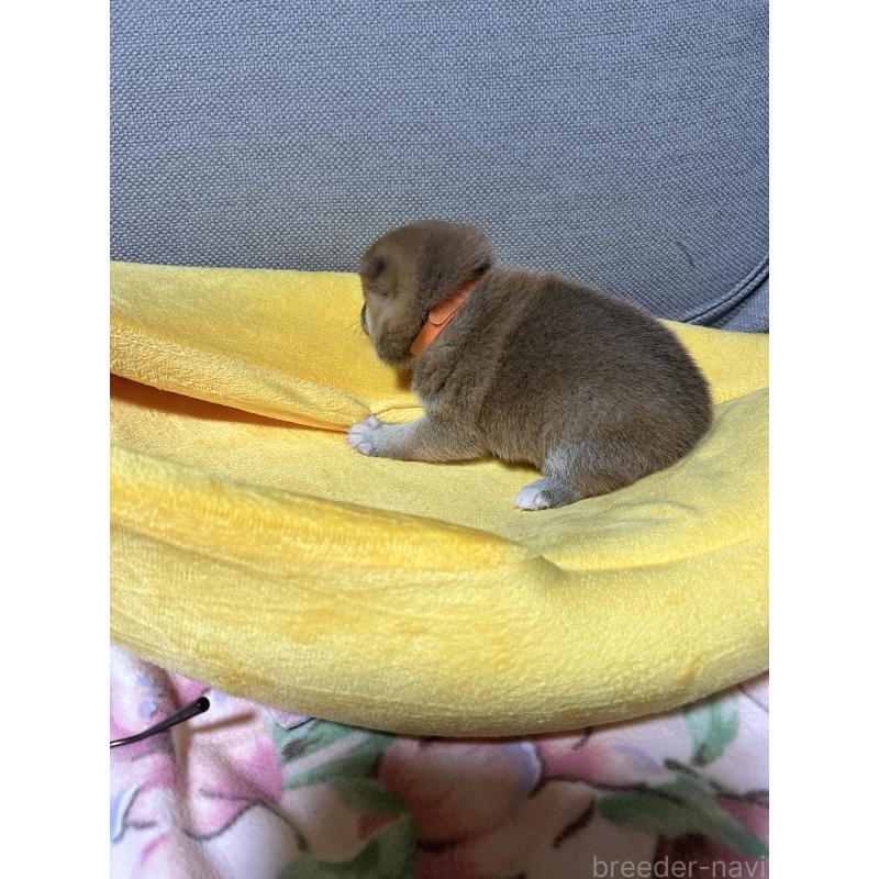 販売中の島根県の豆柴-450353の3枚目