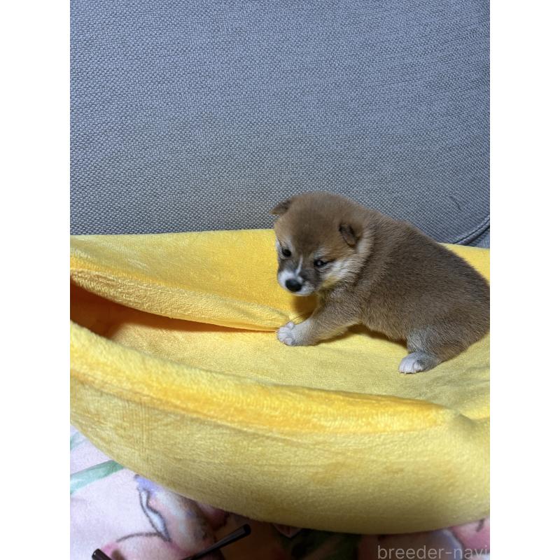 販売中の島根県の豆柴-450353の2枚目