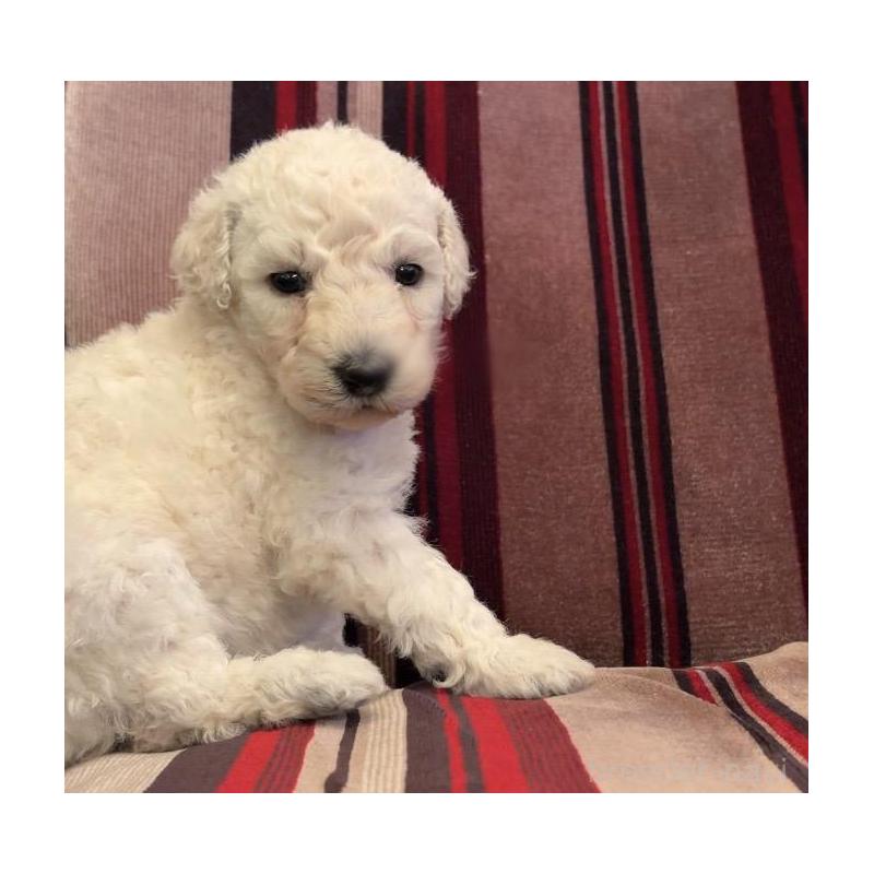 販売中の鹿児島県のスタンダードプードル-450350の3枚目