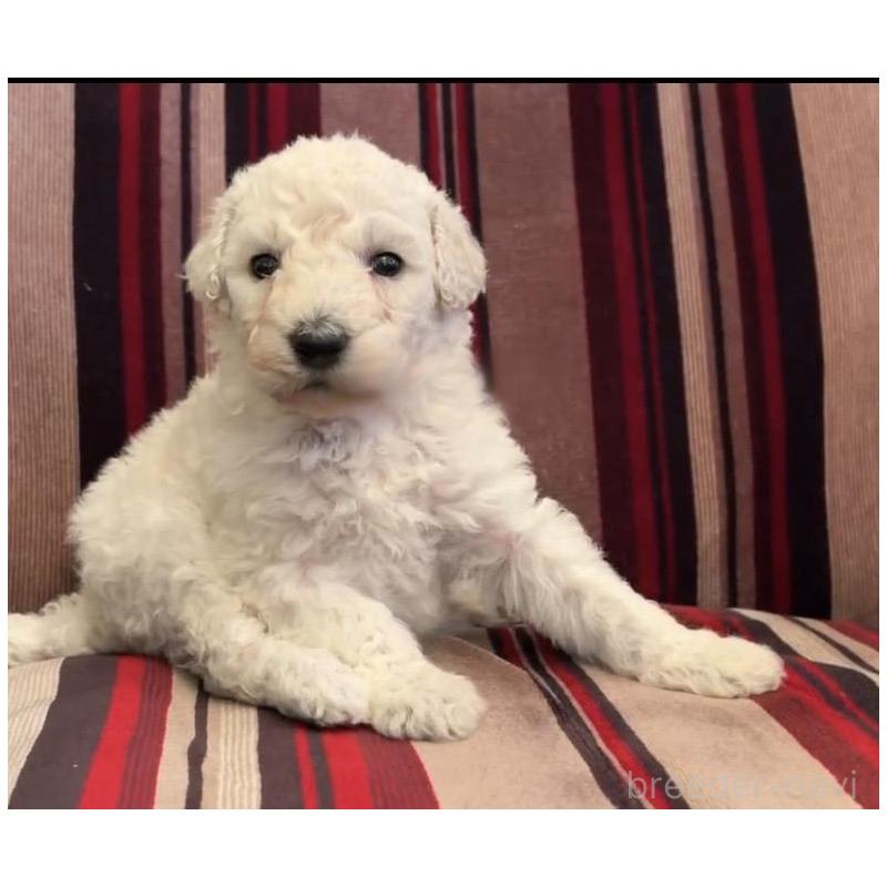 販売中の鹿児島県のスタンダードプードル-450350の2枚目