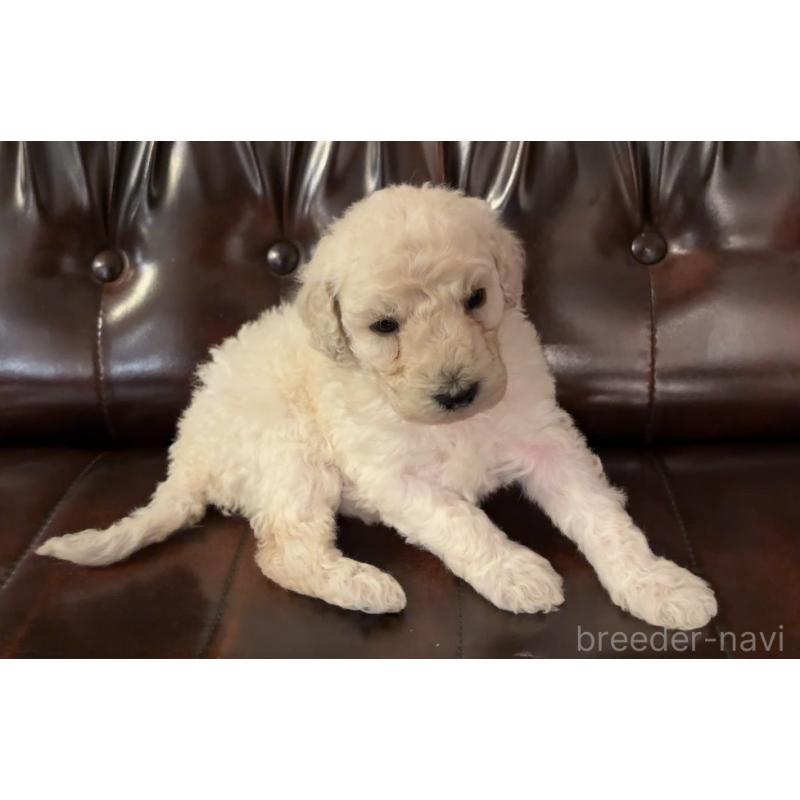 販売中の鹿児島県のスタンダードプードル-450351の3枚目