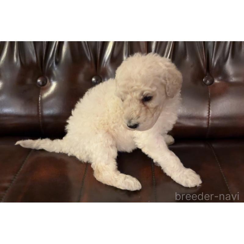 販売中の鹿児島県のスタンダードプードル-450351の2枚目