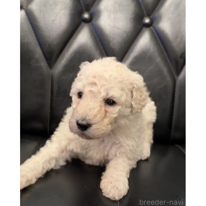 販売中の鹿児島県のスタンダードプードル-450352の3枚目