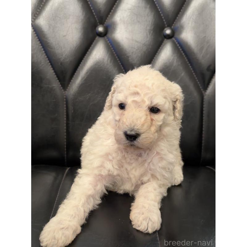 販売中の鹿児島県のスタンダードプードル-450352の2枚目