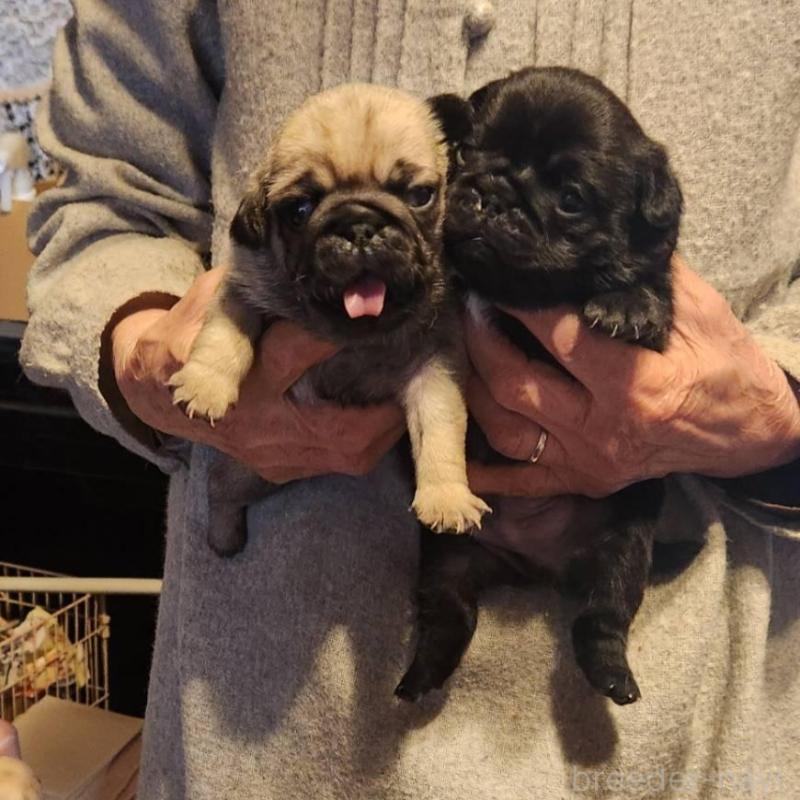 販売中の福岡県のパグ-450354の1枚目