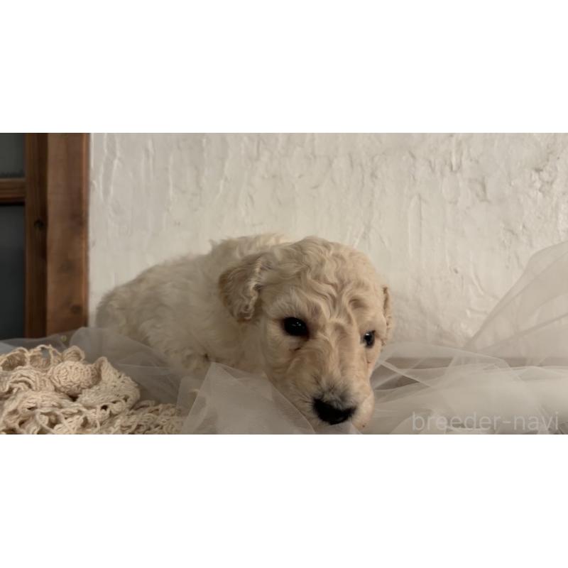 販売中の鹿児島県のスタンダードプードル-450355の2枚目