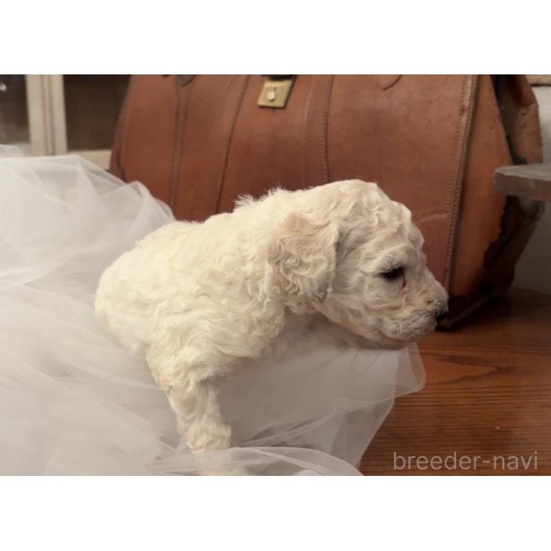 販売中の鹿児島県のスタンダードプードル-450355の3枚目
