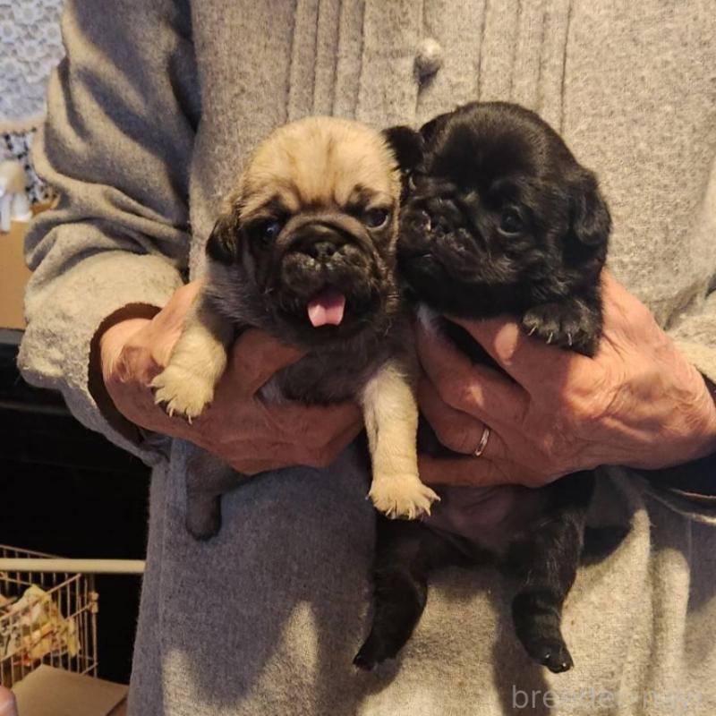 販売中の福岡県のパグ-450356の1枚目