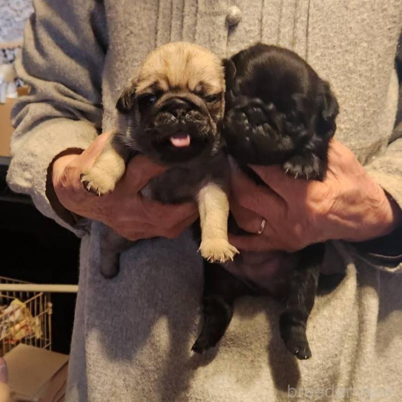 販売中の福岡県のパグ-450356の2枚目