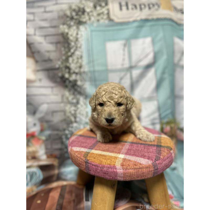 販売中の北海道のラブラドゥードル:ラブラドールレトリーバー×プードル-450358の8枚目