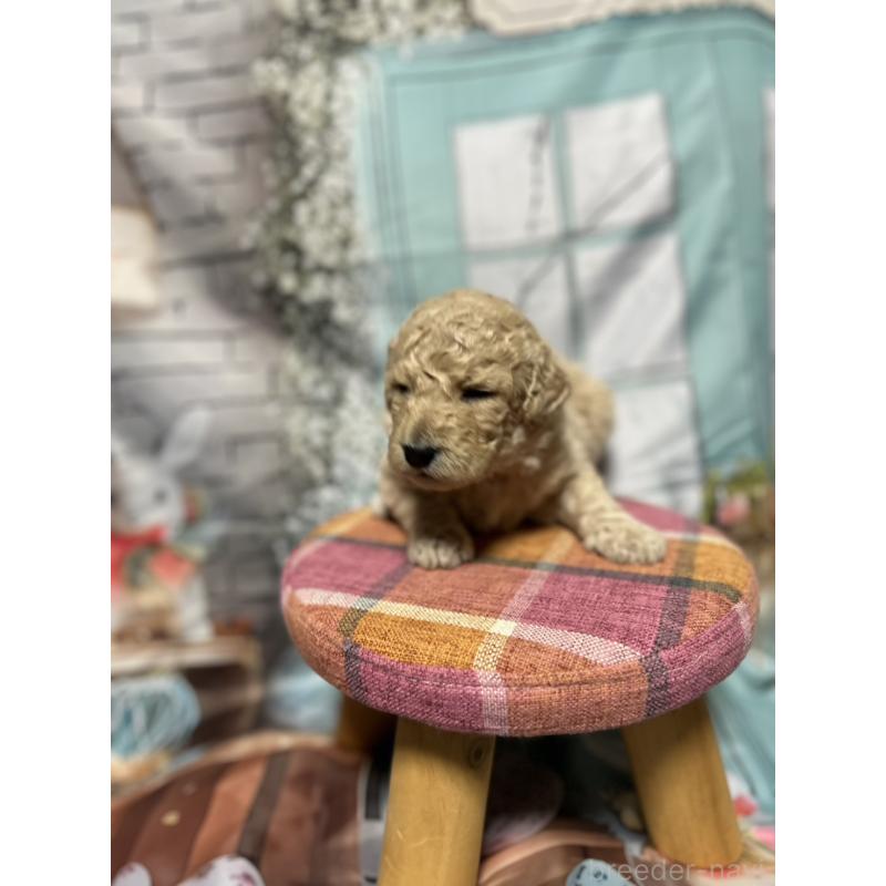 販売中の北海道のラブラドゥードル:ラブラドールレトリーバー×プードル-450358の7枚目