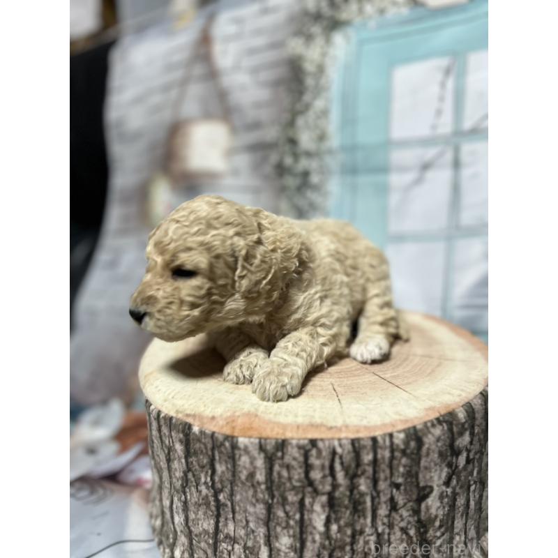 販売中の北海道のラブラドゥードル:ラブラドールレトリーバー×プードル-450358の6枚目