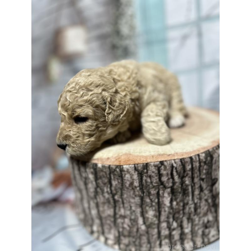 販売中の北海道のラブラドゥードル:ラブラドールレトリーバー×プードル-450358の5枚目