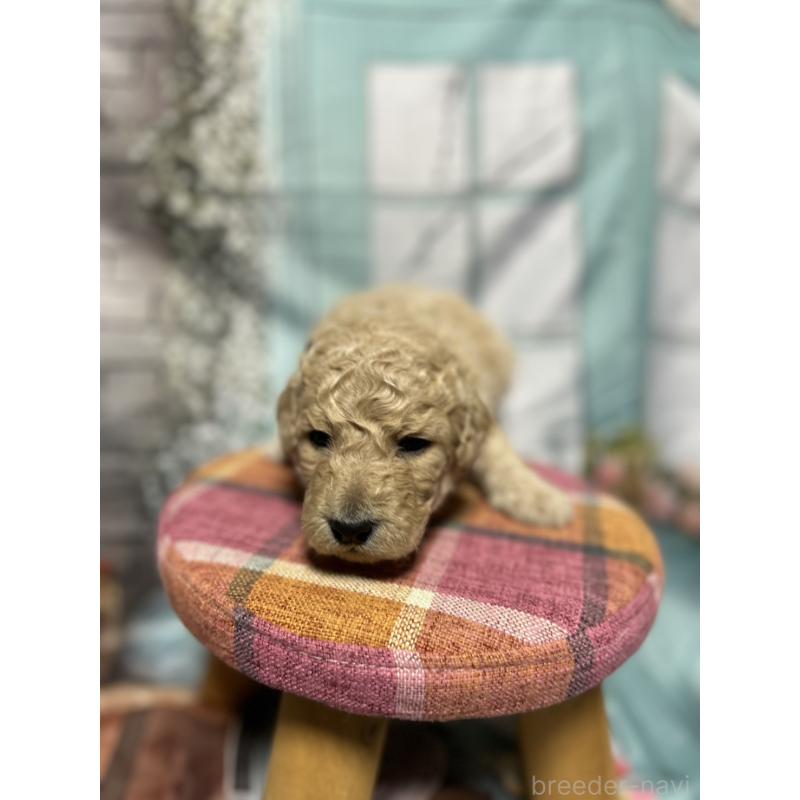 販売中の北海道のラブラドゥードル:ラブラドールレトリーバー×プードル-450358の4枚目