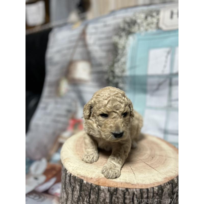 販売中の北海道のラブラドゥードル:ラブラドールレトリーバー×プードル-450358の3枚目