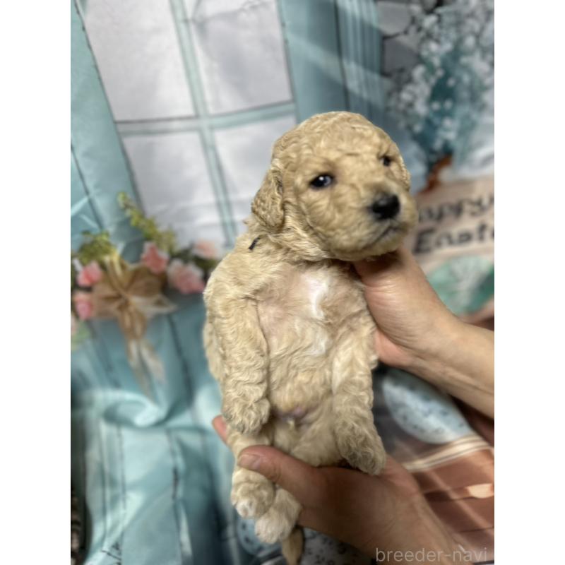 販売中の北海道のラブラドゥードル:ラブラドールレトリーバー×プードル-450358の2枚目