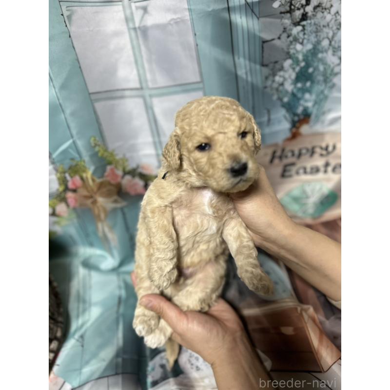 販売中の北海道のラブラドゥードル:ラブラドールレトリーバー×プードル-450358の1枚目