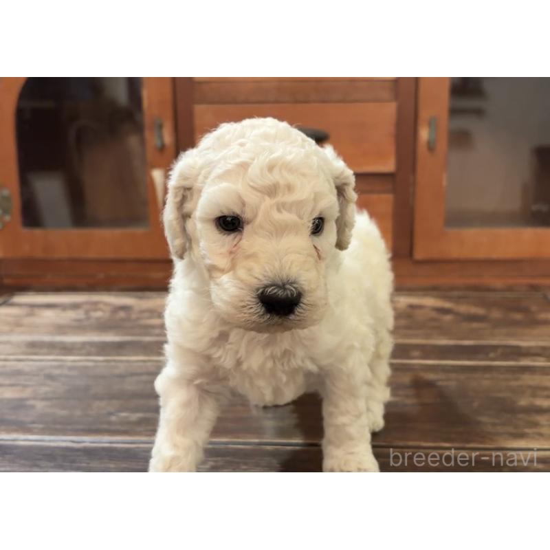 販売中の鹿児島県のスタンダードプードル-450359の3枚目