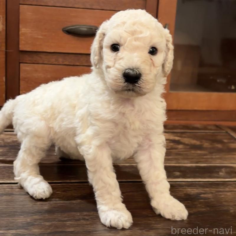 販売中の鹿児島県のスタンダードプードル-450359の2枚目