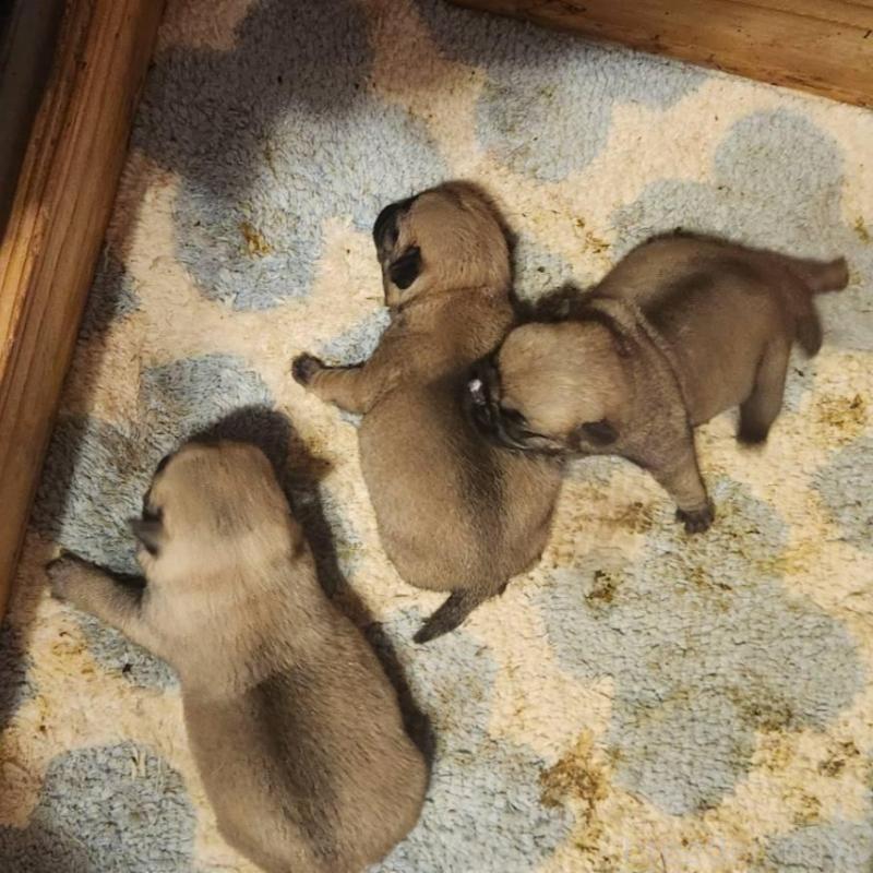 販売中の福岡県のパグ-450360の1枚目