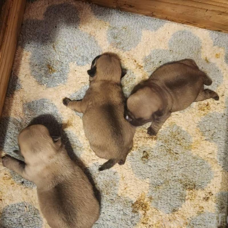 販売中の福岡県のパグ-450360の4枚目