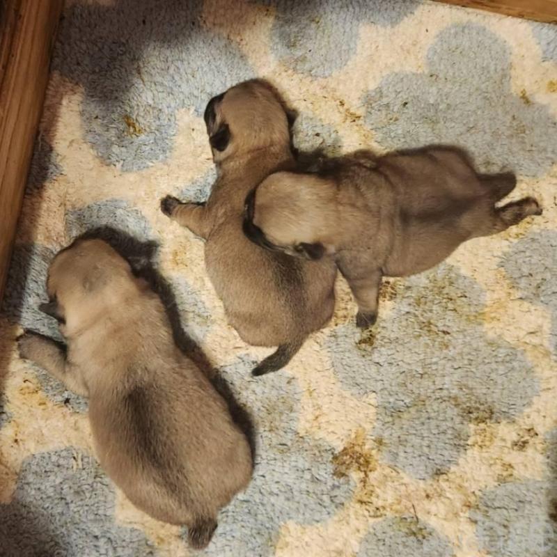 販売中の福岡県のパグ-450360の3枚目