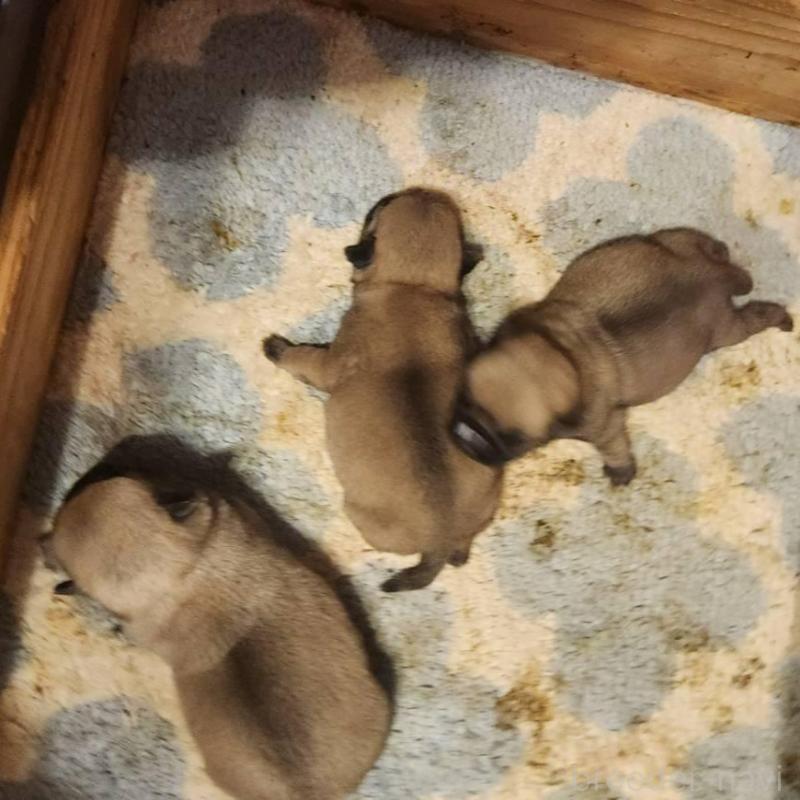 販売中の福岡県のパグ-450360の2枚目