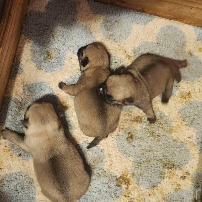 販売中の福岡県のパグ-450361の1枚目