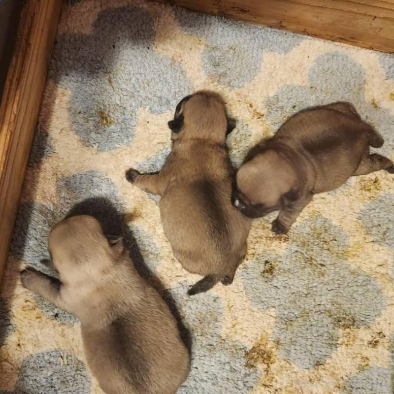 販売中の福岡県のパグ-450361の5枚目