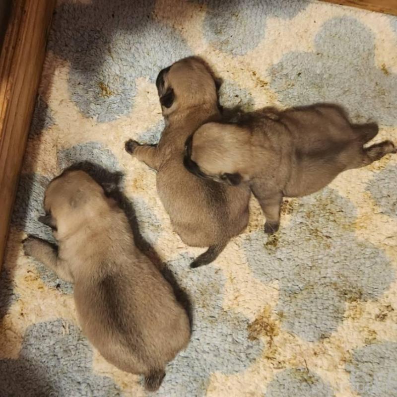 販売中の福岡県のパグ-450361の4枚目