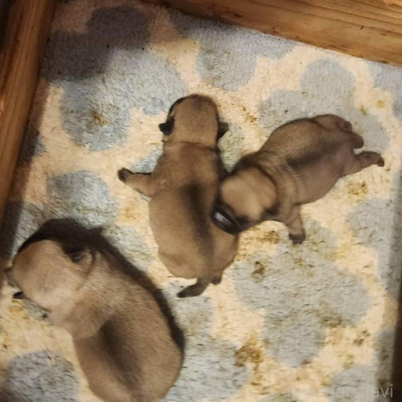 販売中の福岡県のパグ-450361の3枚目