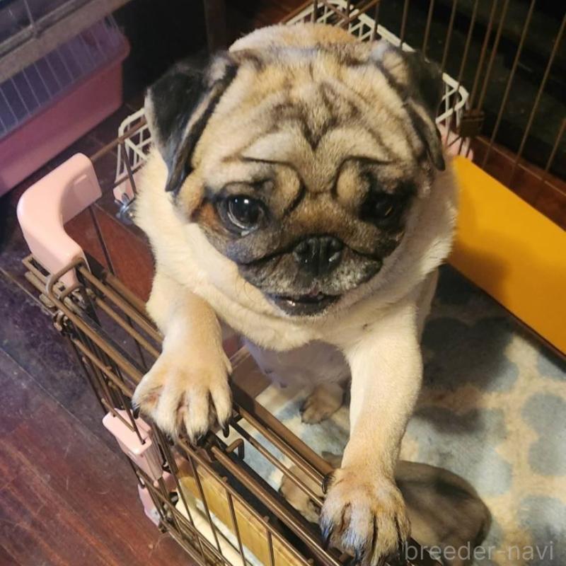 販売中の福岡県のパグ-450361の2枚目