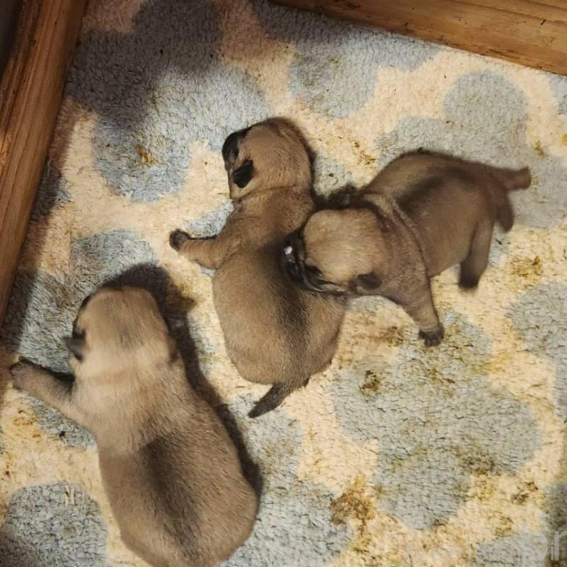 販売中の福岡県のパグ-450362の1枚目