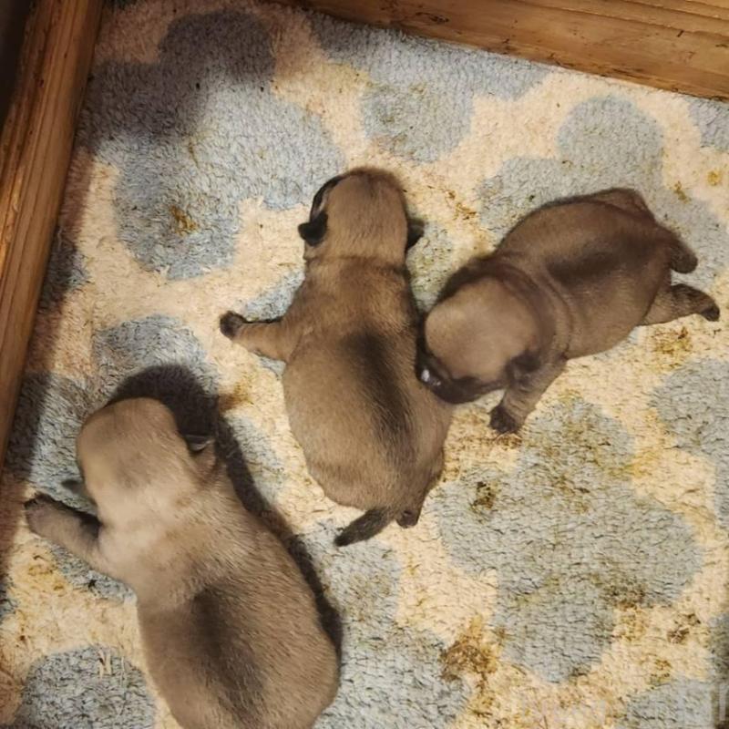 販売中の福岡県のパグ-450362の4枚目