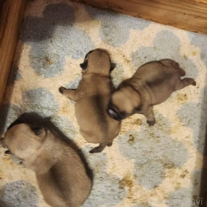 販売中の福岡県のパグ-450362の2枚目