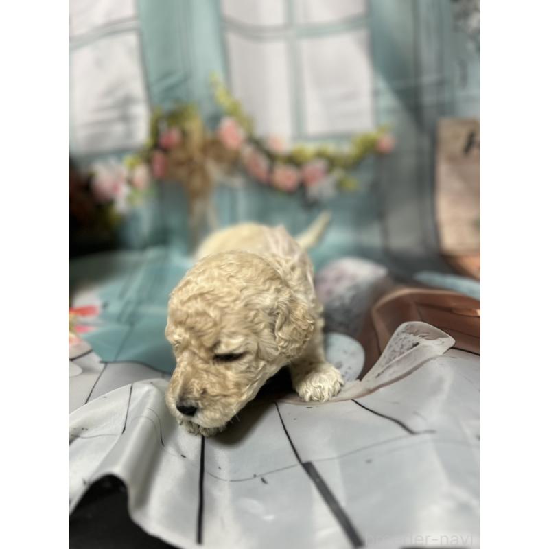 販売中の北海道のラブラドゥードル:ラブラドールレトリーバー×プードル-450363の9枚目