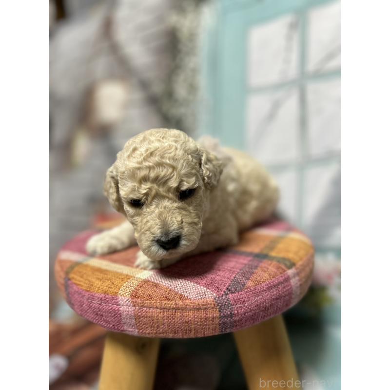 販売中の北海道のラブラドゥードル:ラブラドールレトリーバー×プードル-450363の8枚目