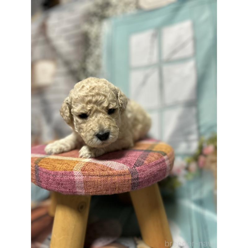 販売中の北海道のラブラドゥードル:ラブラドールレトリーバー×プードル-450363