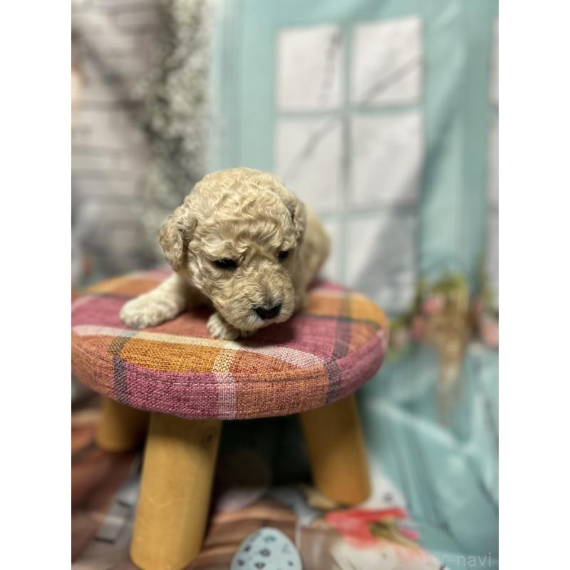 販売中の北海道のラブラドゥードル:ラブラドールレトリーバー×プードル-450363の7枚目