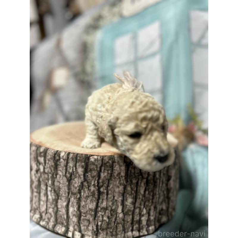 販売中の北海道のラブラドゥードル:ラブラドールレトリーバー×プードル-450363の6枚目