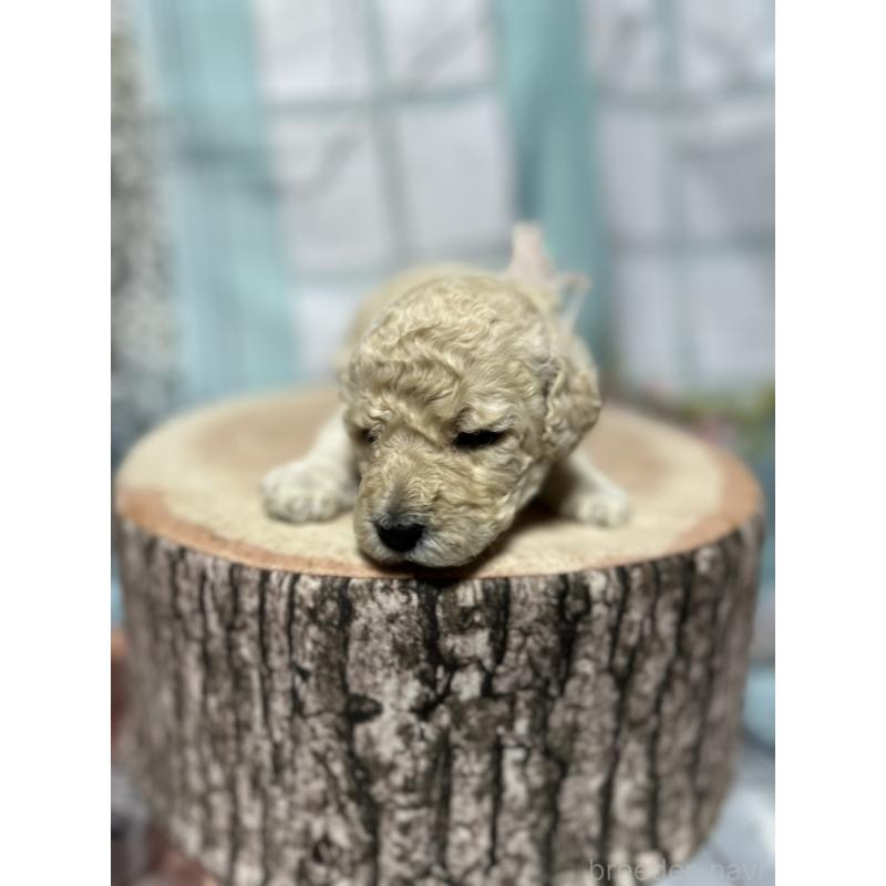 販売中の北海道のラブラドゥードル:ラブラドールレトリーバー×プードル-450363の5枚目