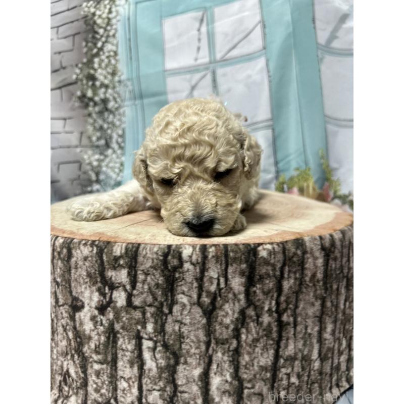 販売中の北海道のラブラドゥードル:ラブラドールレトリーバー×プードル-450363の4枚目