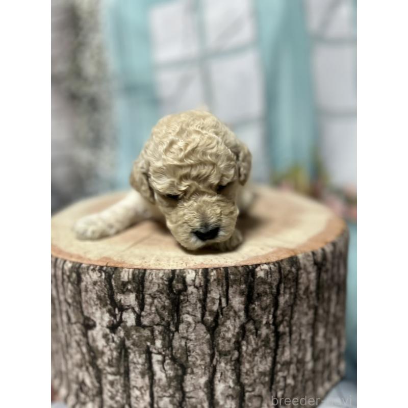 販売中の北海道のラブラドゥードル:ラブラドールレトリーバー×プードル-450363の3枚目