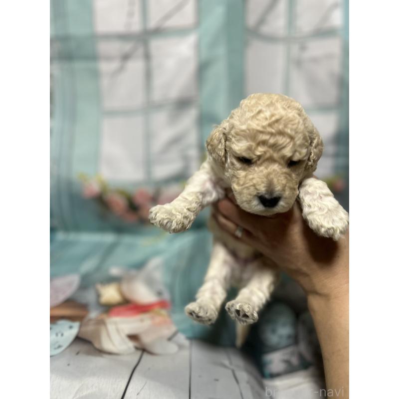 販売中の北海道のラブラドゥードル:ラブラドールレトリーバー×プードル-450363の2枚目