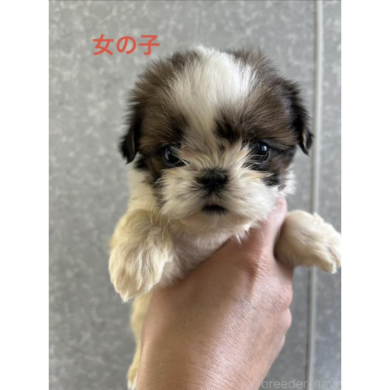 販売中の熊本県のシーズー-450368の1枚目