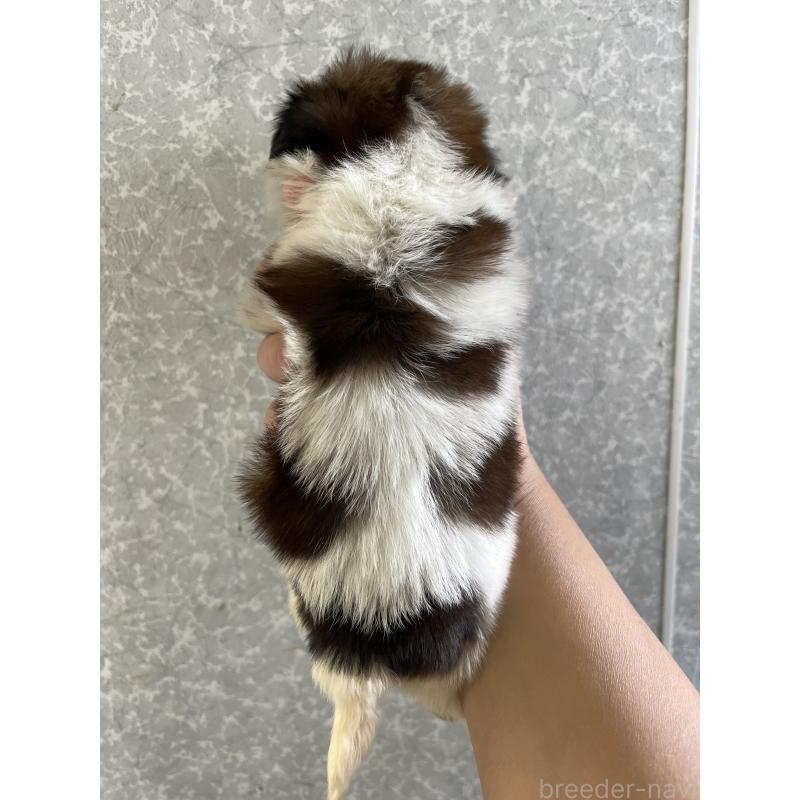 販売中の熊本県のシーズー-450368の2枚目