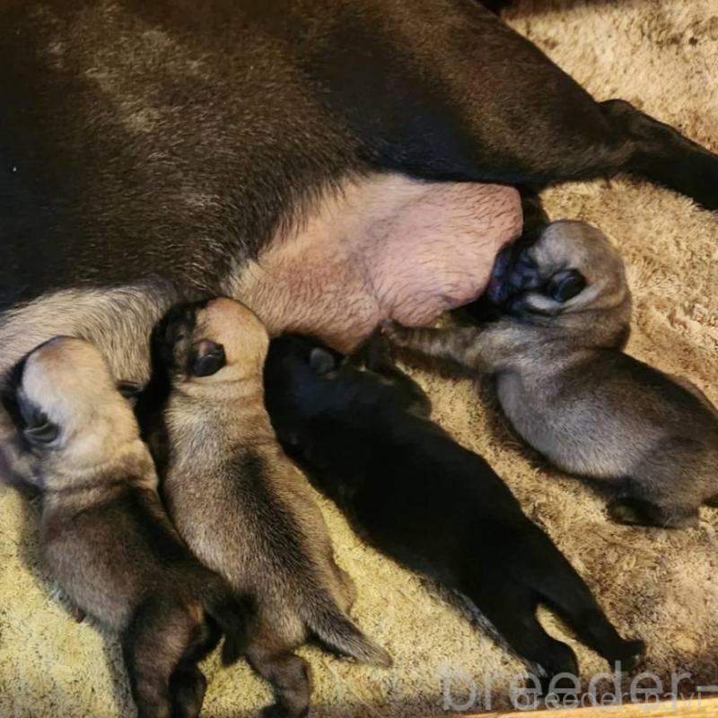 販売中の福岡県のパグ-450365の2枚目