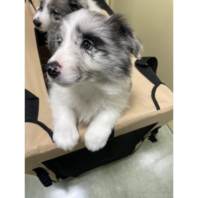 販売中の滋賀県のボーダーコリー-440633の3枚目