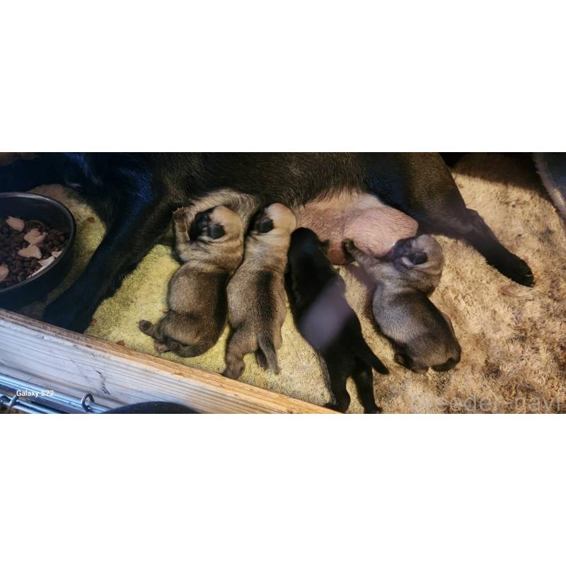 販売中の福岡県のパグ-450366の3枚目