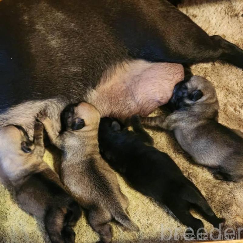 販売中の福岡県のパグ-450366